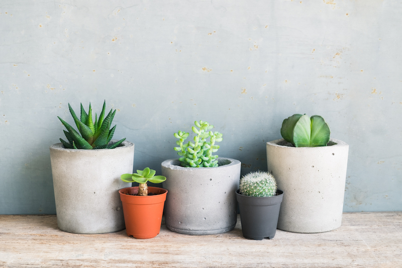 Có được mang cây lên máy bay không