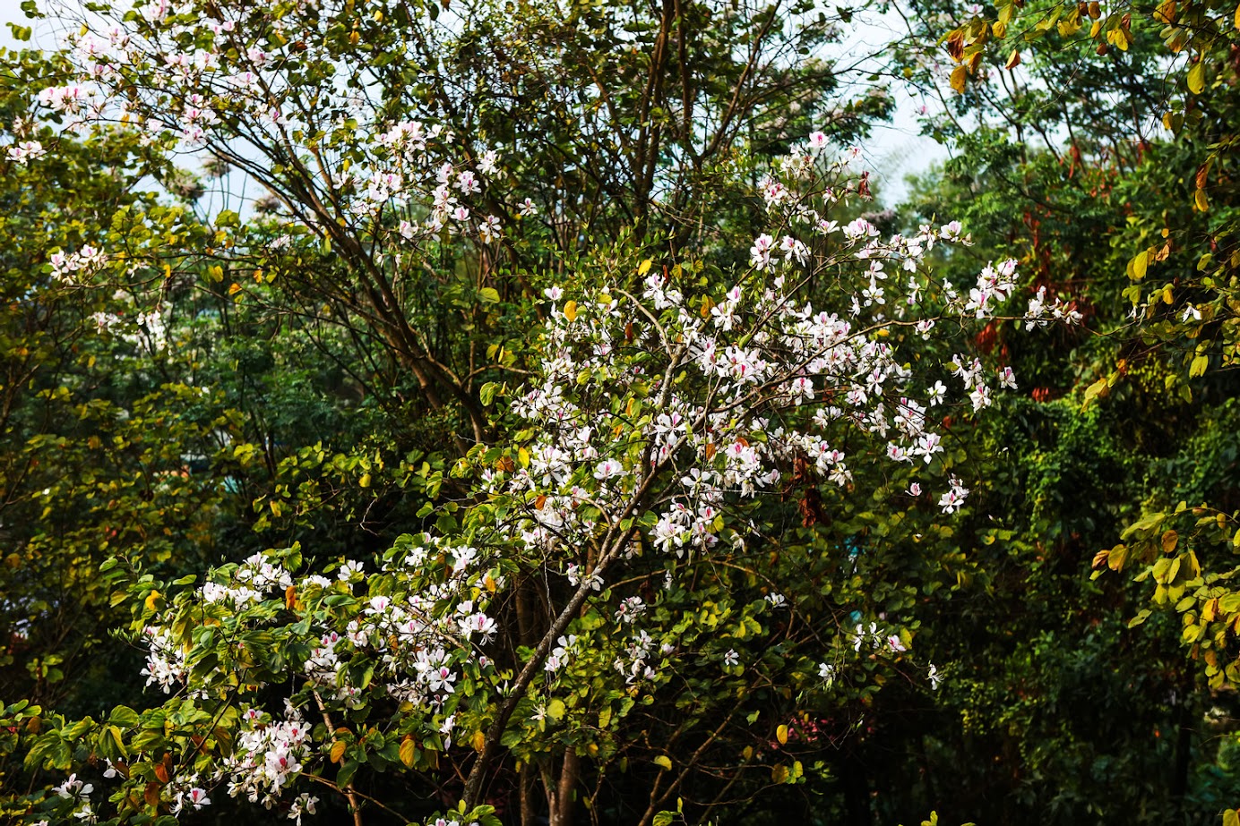 ฤดูกาลไหนเหมาะที่จะเดินทางไปเดียนเบียน และเดือนไหนเหมาะ?