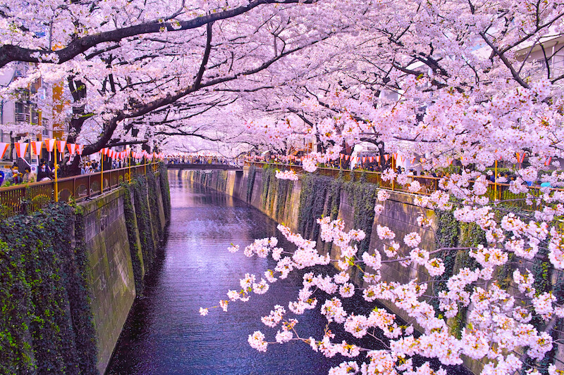 Hoa anh đào trên sông Meguro Nhật Bản