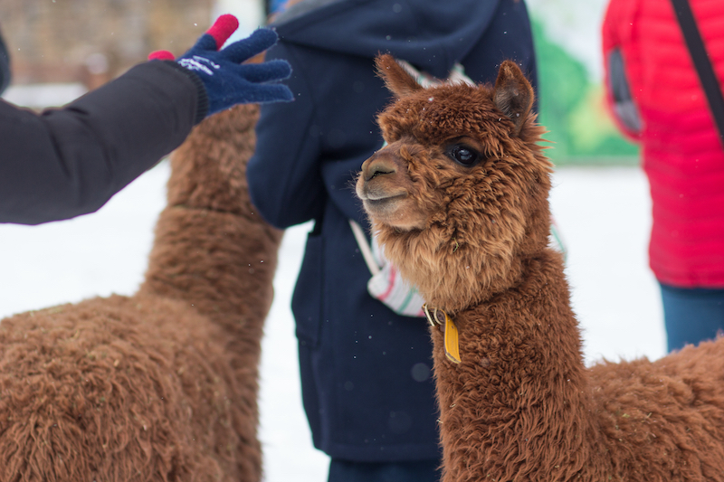 Chụp hình với lạc đà Alpaca