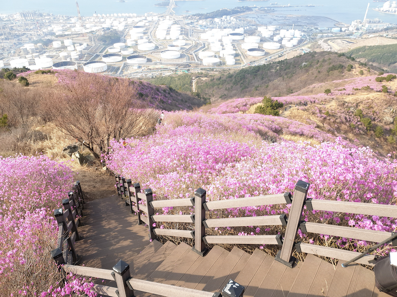 núi Yeongchwisan mùa xuân