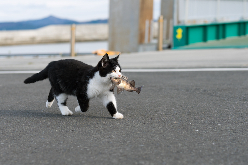 Đảo mèo Okishima