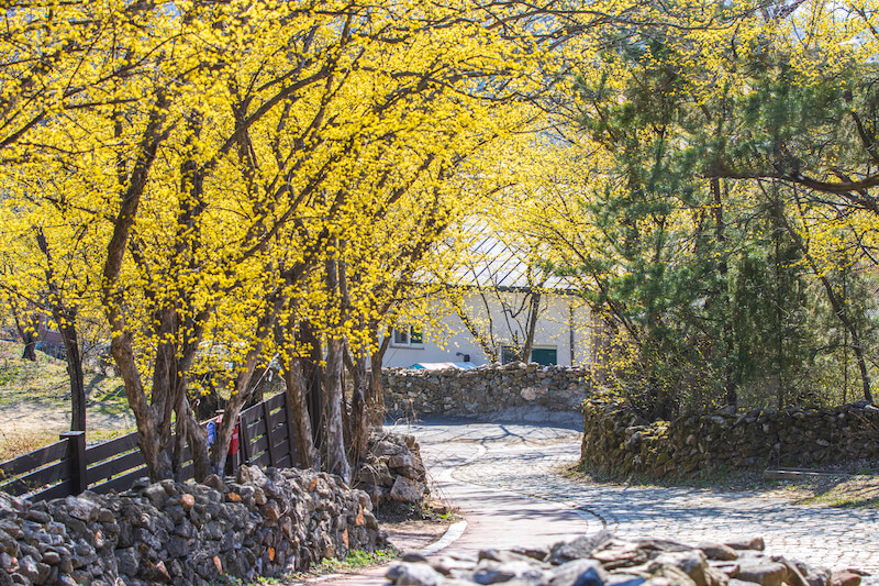 Mùa xuân tại làng Icheon Sansuyu