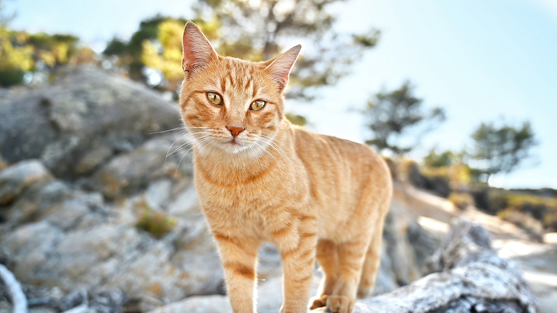 Du lịch đảo mèo Nhật Bản Muzukijima