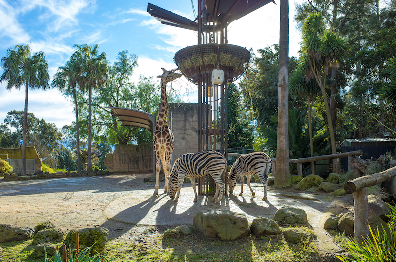 Sở thú Melbourne