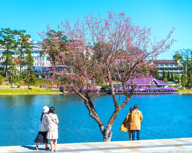 Hoa anh anh đào ở hồ Xuân Hương Đà Lạt