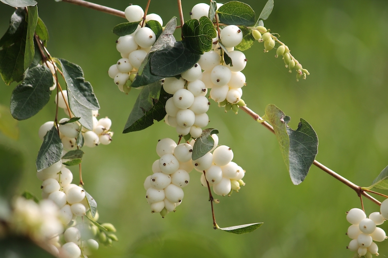 Snowberry