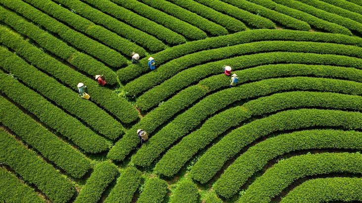 Từ sân bay Nội Bài đi Mộc Châu