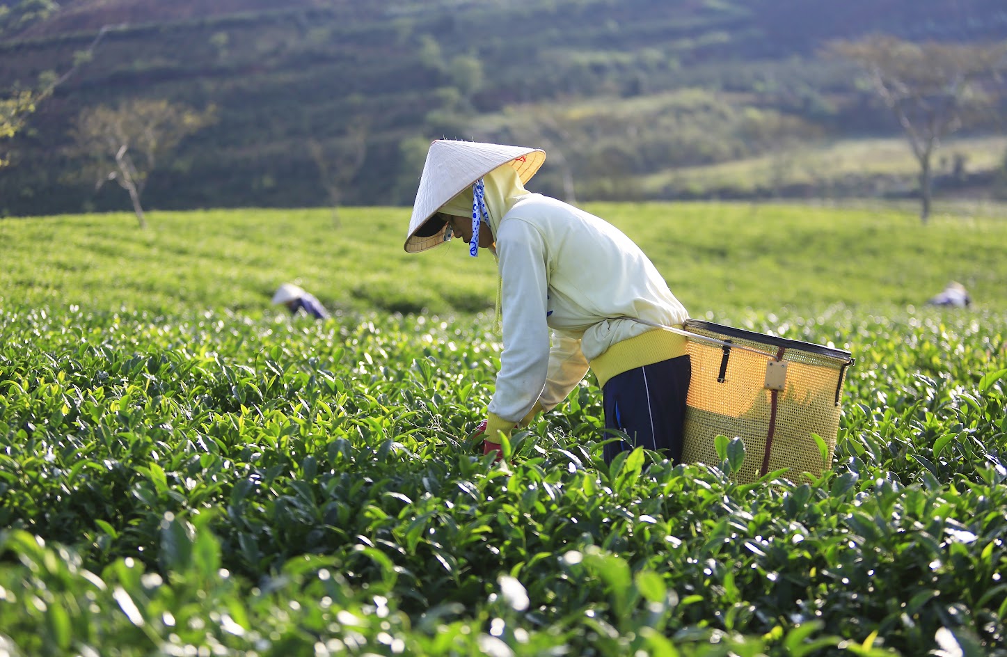 Đồi chè tại thung lũng săn mây Cầu Đất Đà Lạt
