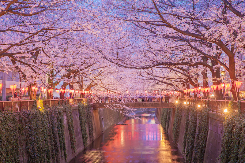 沉浸在日本樱花节的诗意之美中