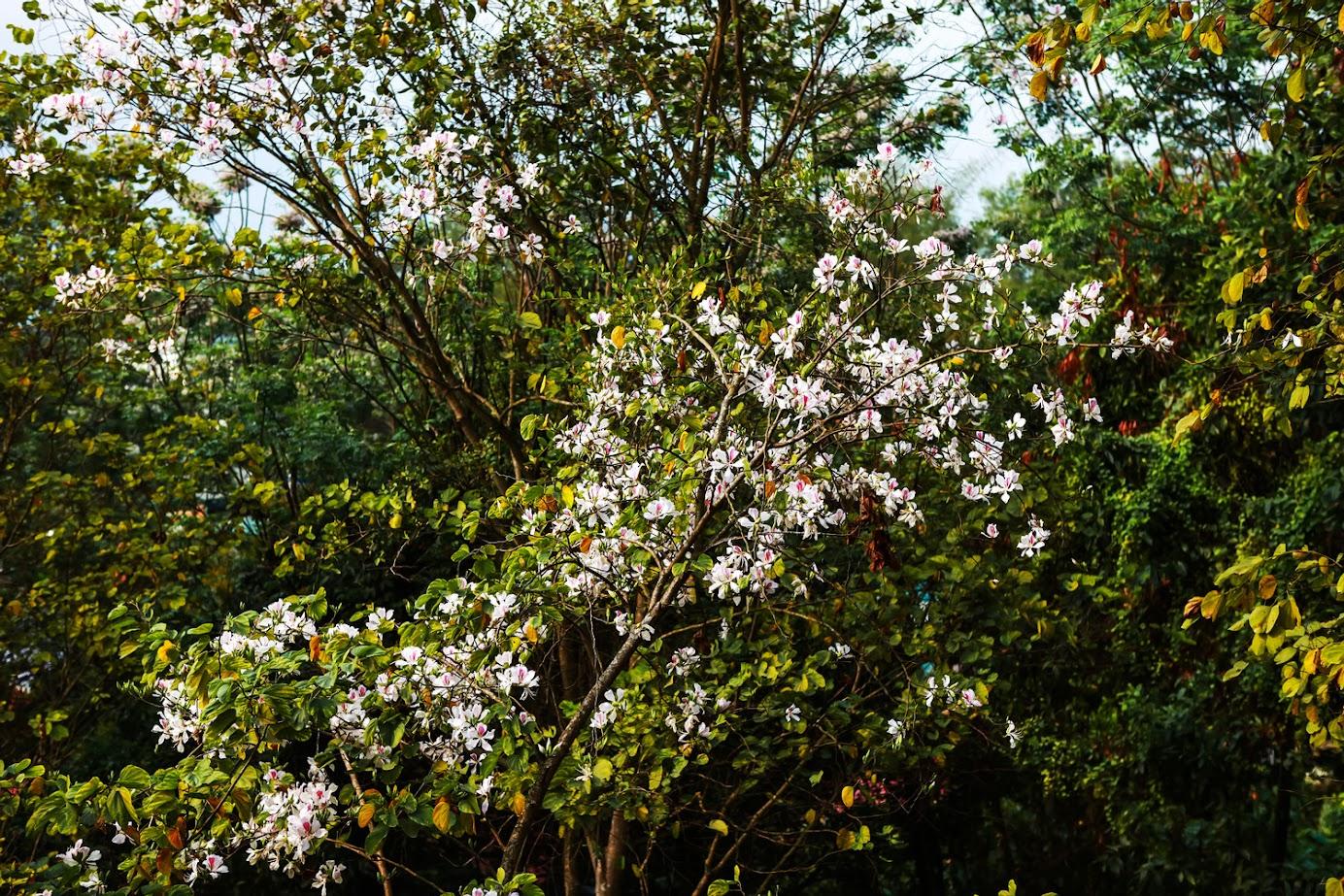 เดินทาง Dien Bien ในเดือนมีนาคม