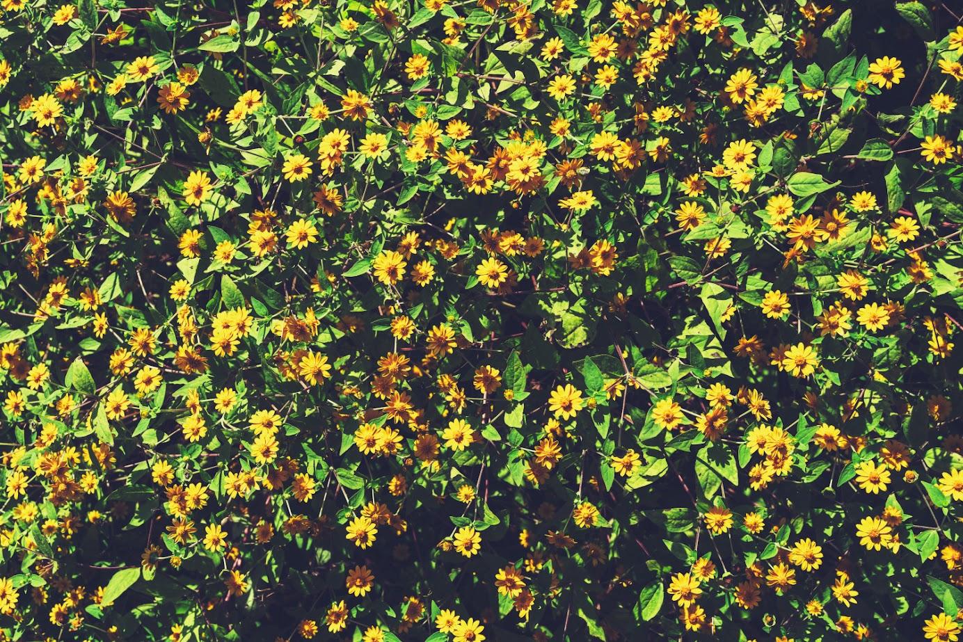 十月至十二月去奠边府旅行