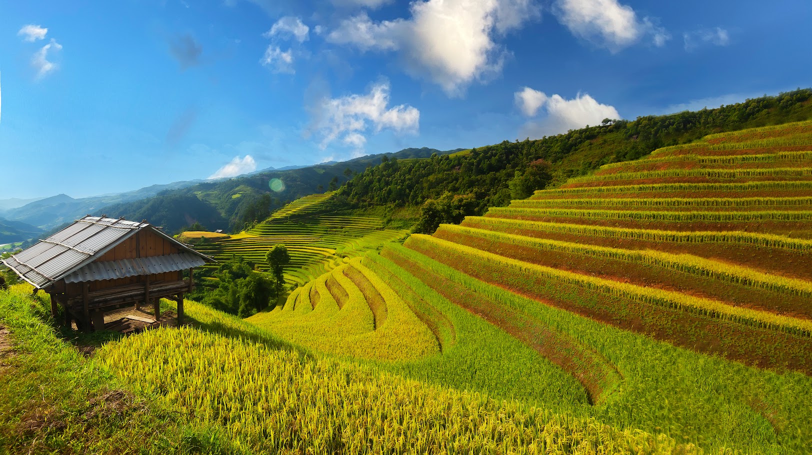  ข้าวที่ซาปาสุกเหลืองทองในช่วงเดือน 8 ถึงเดือน 9