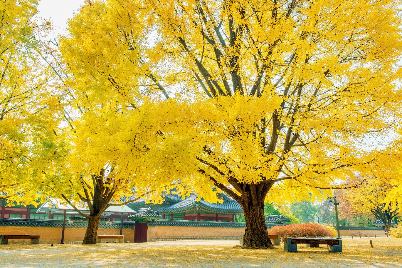 Autumn in Korea with golden leaves falling, beautiful like a painting