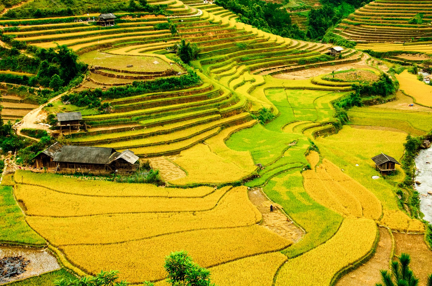 秋の黄金色に染まる Hoang Su Phi の棚田の風景を眺める | Vietjet Air