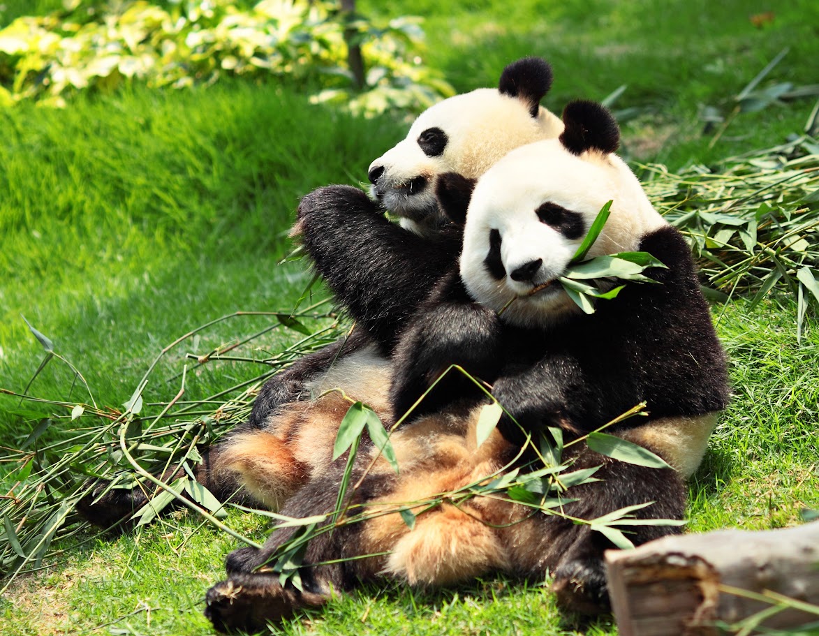 Chengdu 4 days 3 nights travel itinerary