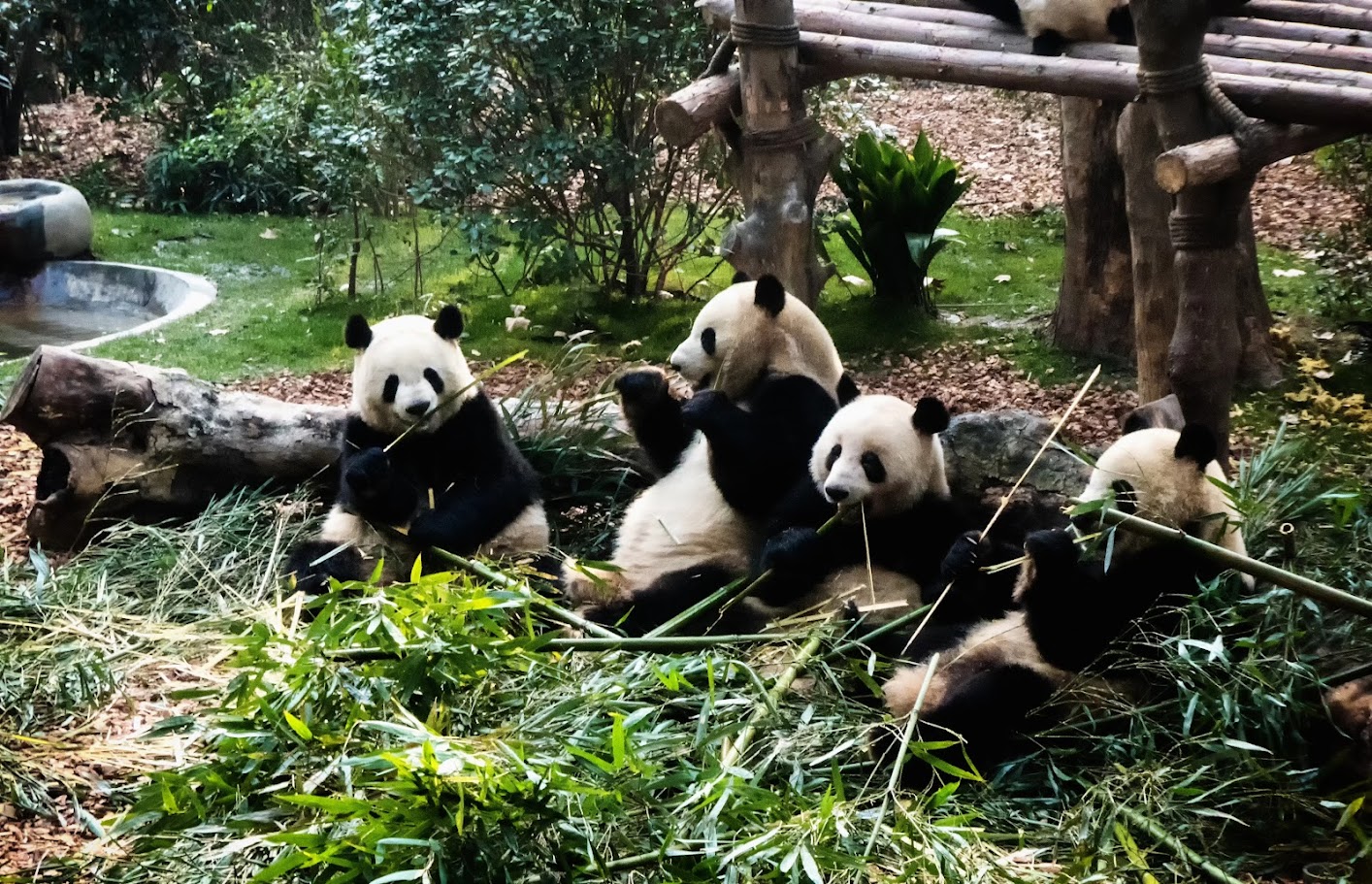 Top Must-Visit Destinations in Chengdu