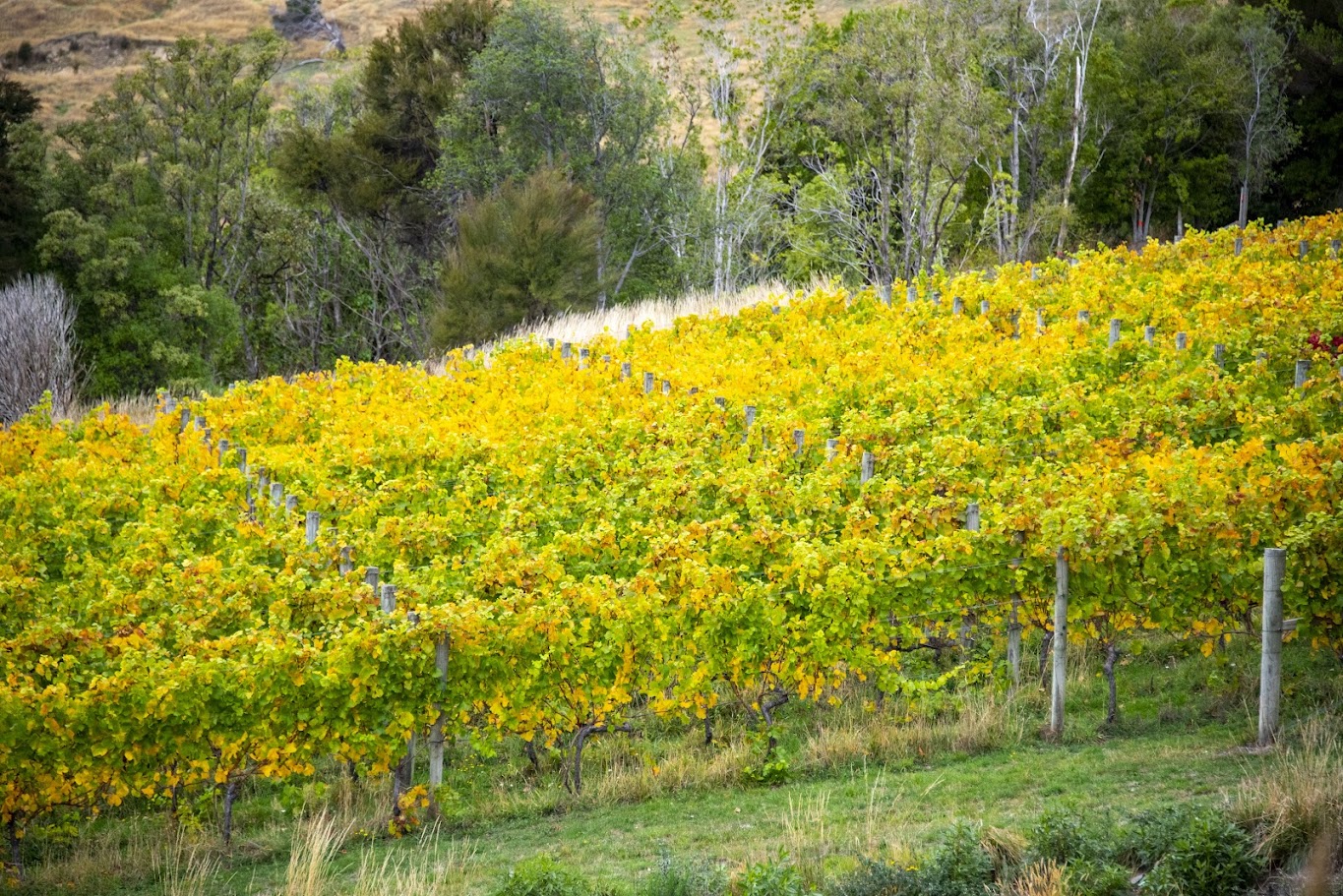 การท่องเที่ยวเกาะใต้ของนิวซีแลนด์: แผนการเดินทางและค่าใช้จ่าย