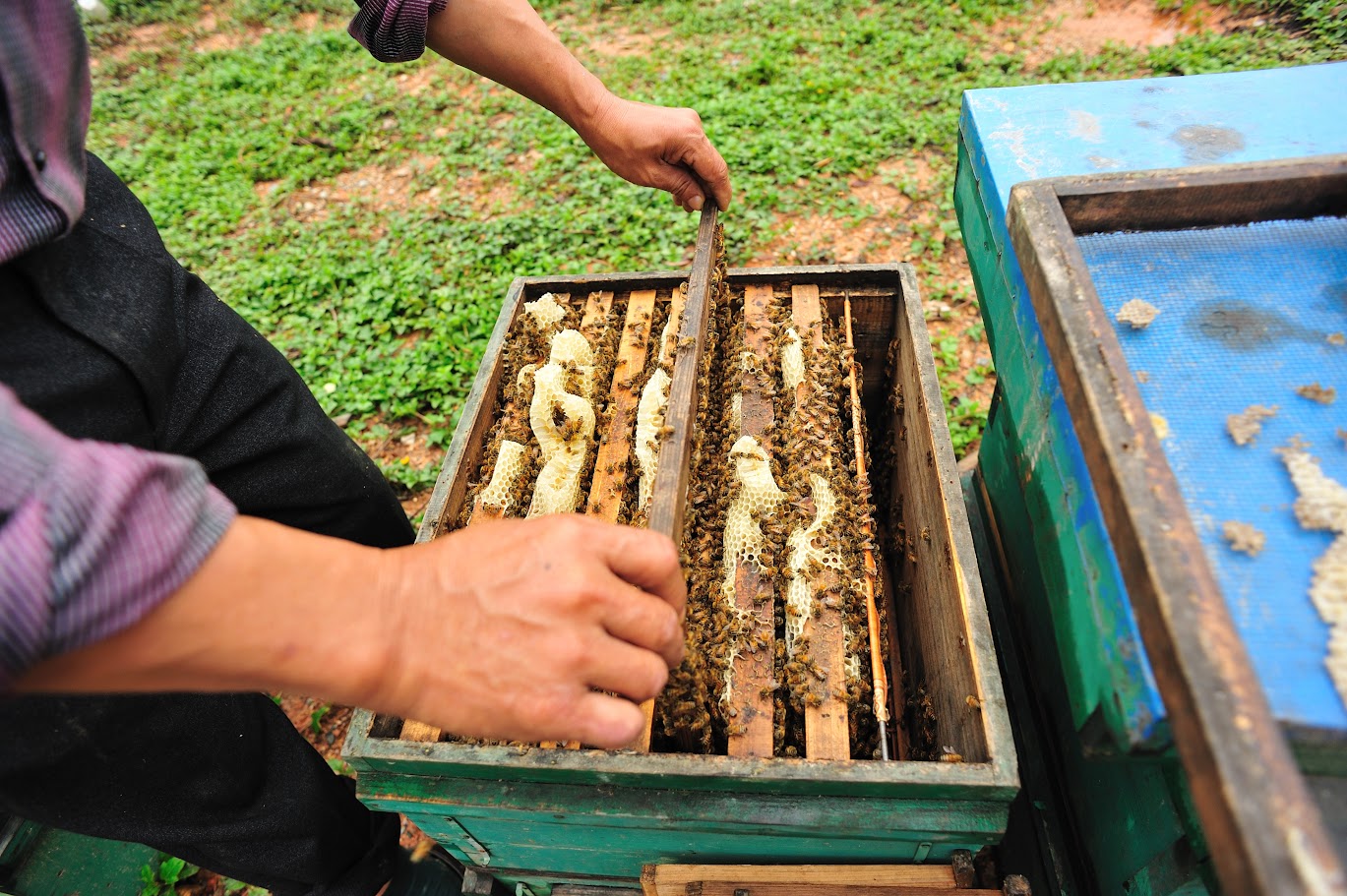 Trải nghiệm du lịch sinh thái ở Phú Quốc: Tham quan vườn tiêu, trại ong và làng chài truyền thống