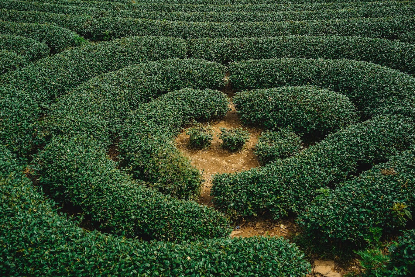 迎接 Moc Chau 白色油菜花季