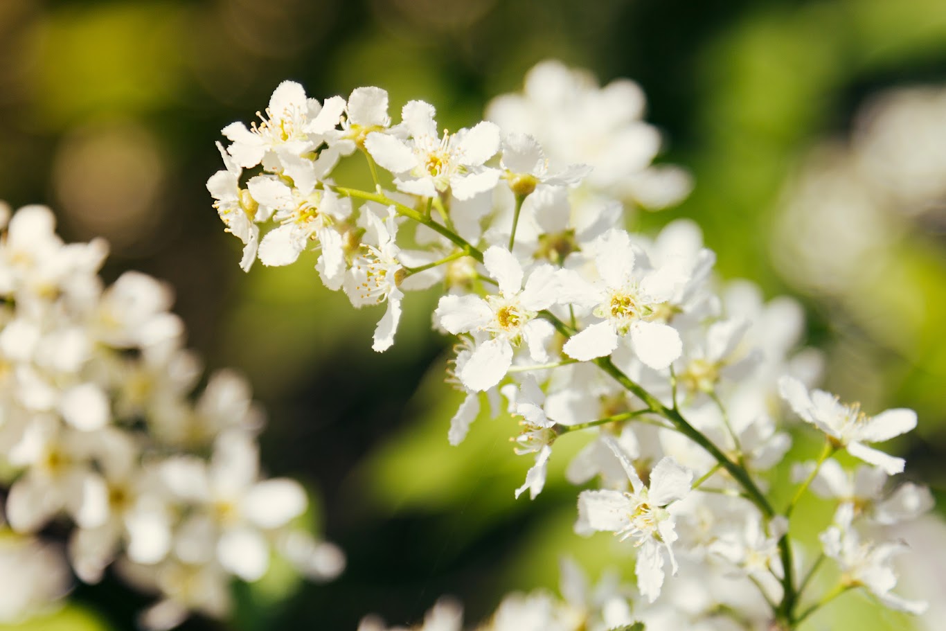  迎接 Moc Chau 白色油菜花季