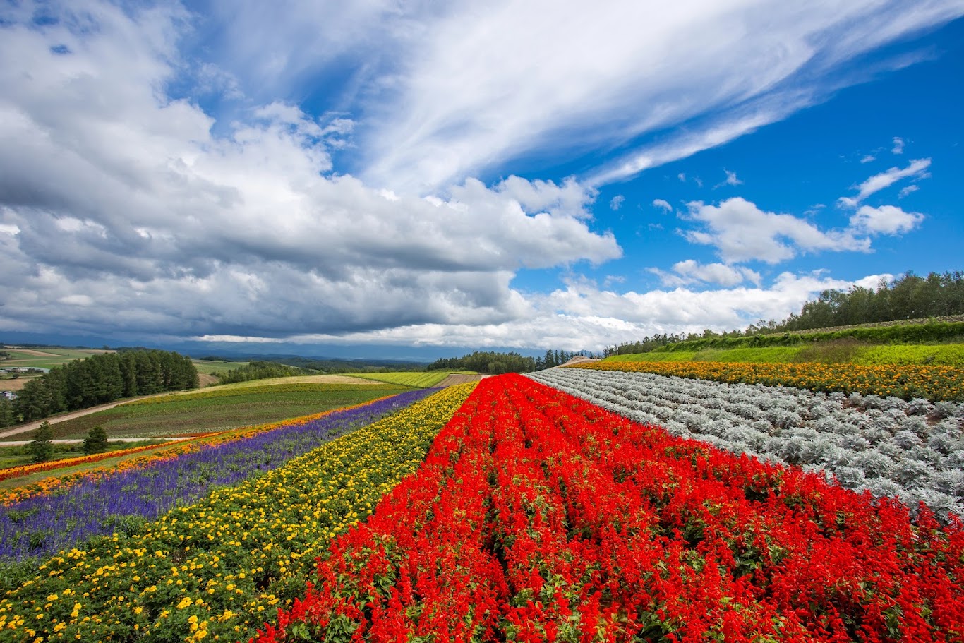 Summer Travel Experience in Hokkaido: Famous Attractions & Transportation Costs