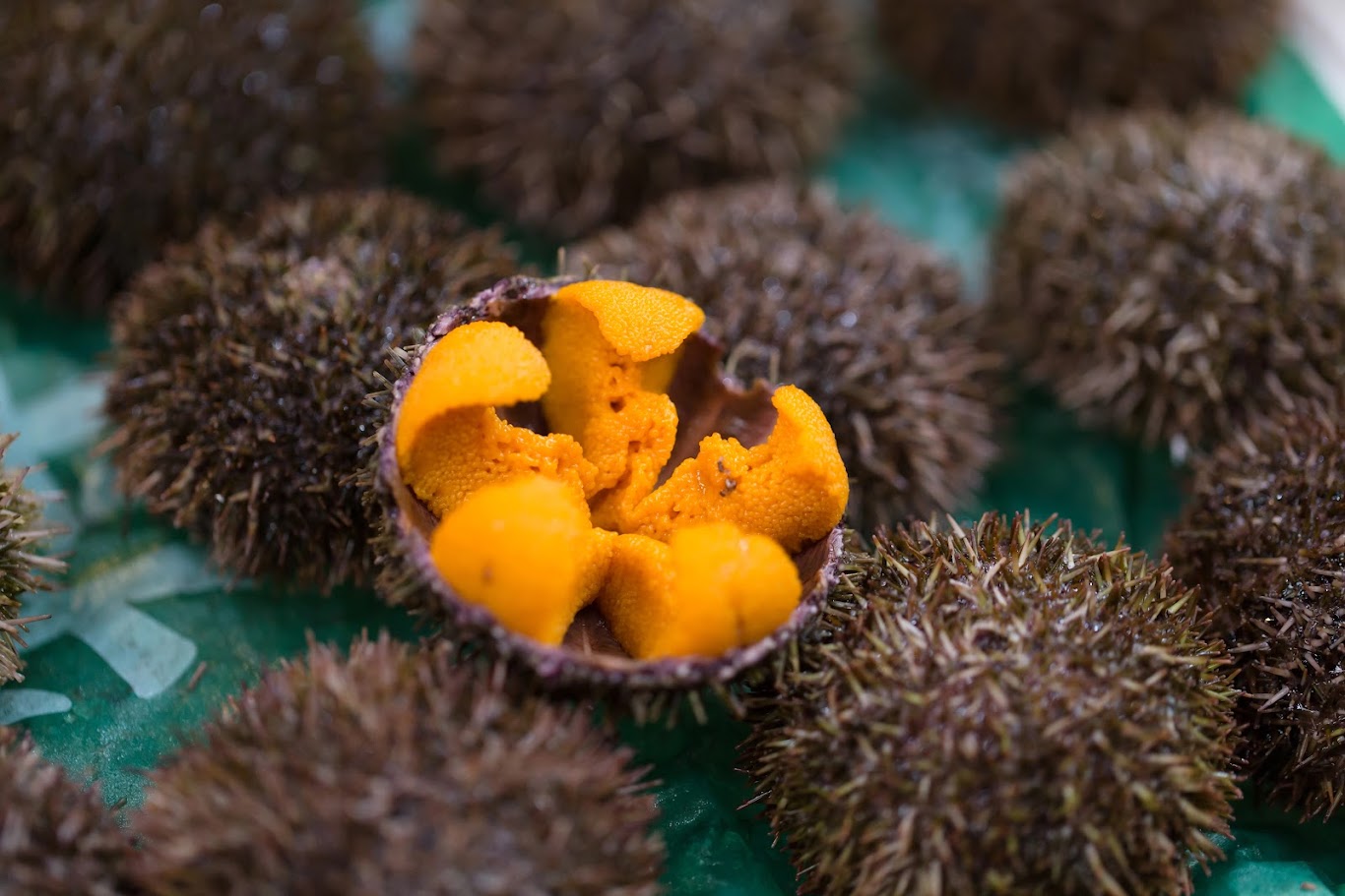 Experience Hokkaido Seafood in Summer &ndash; King Crab, Scallops, and Rich Salmon Roe