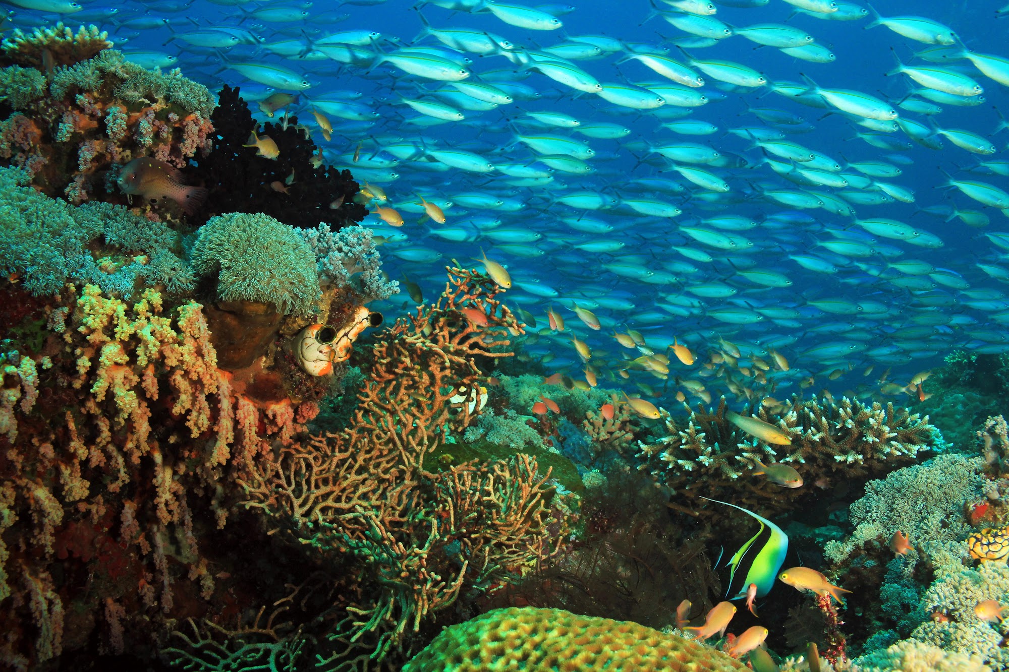 :Diving in Raja Ampat – A paradise of corals and marine life
