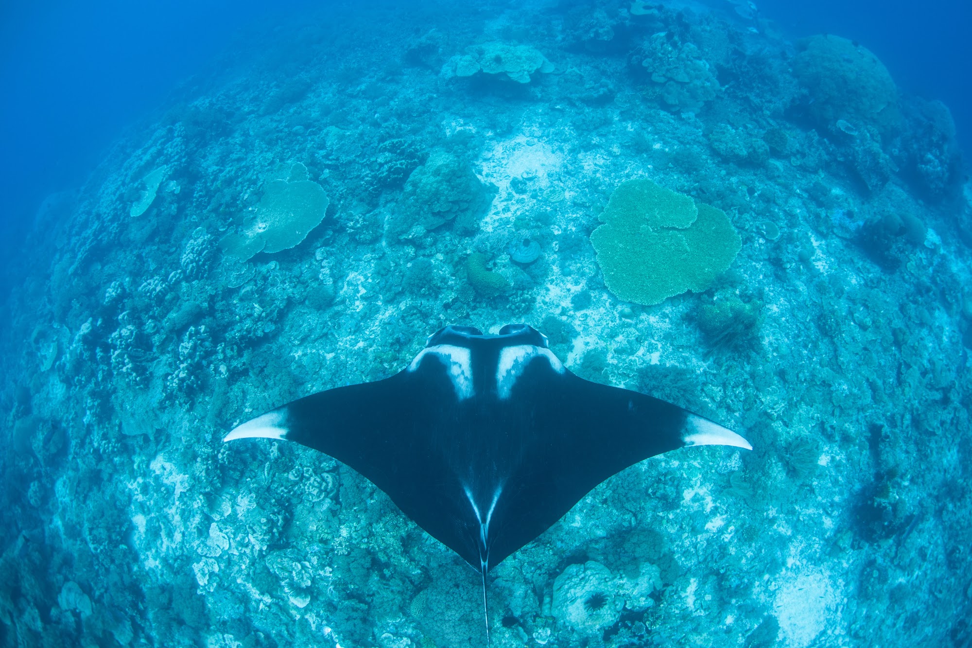 Diving in Raja Ampat – A paradise of corals and marine life