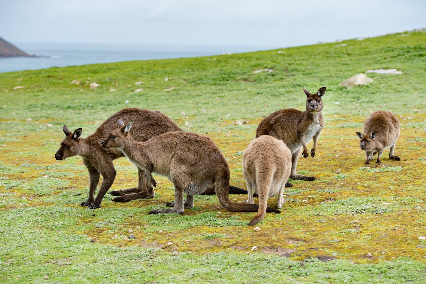 カンガルー島観光 - 南オーストラリアで最も有名な島を探る