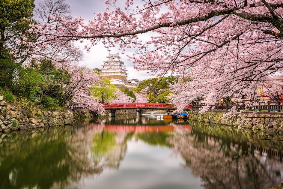 Du lịch ngắm hoa anh đào ở Tokyo, Nhật Bản vào tháng mấy ...