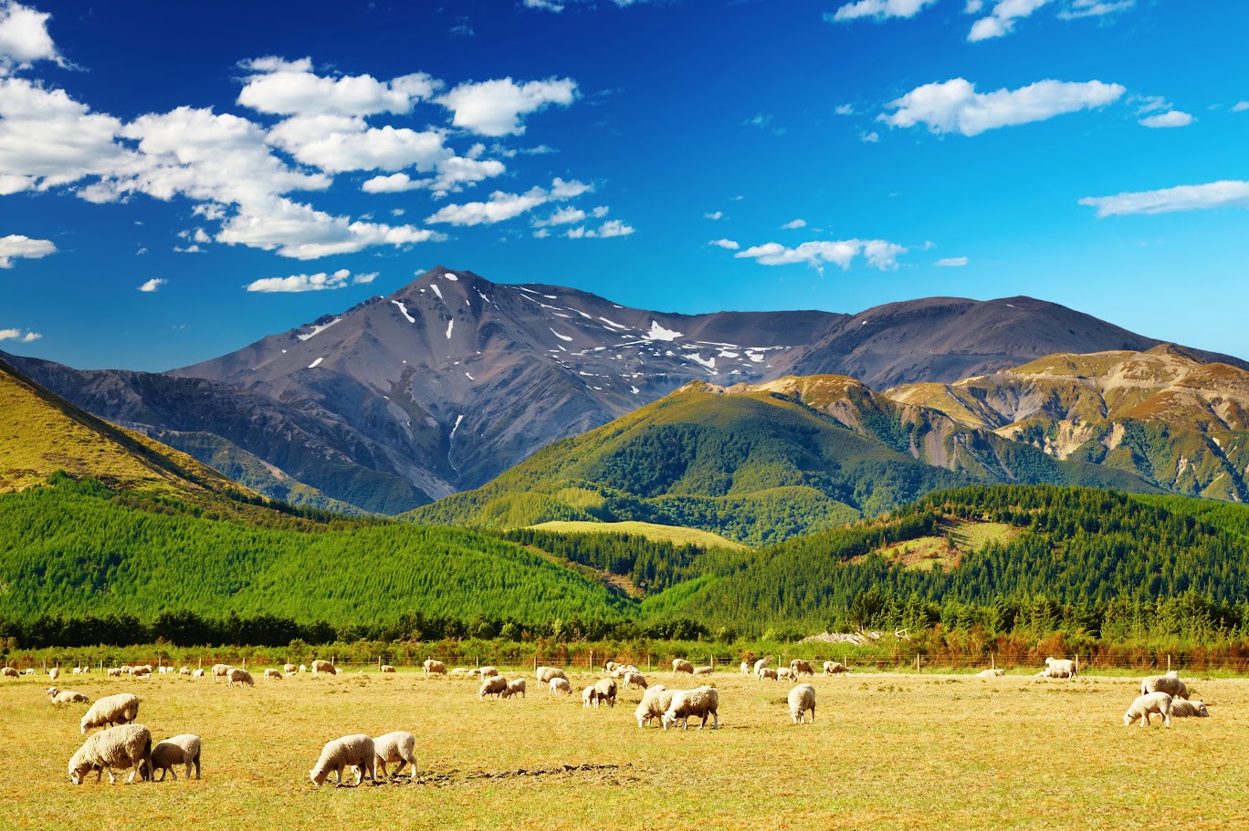 Visa du lịch New Zealand: Thủ tục có khó không?