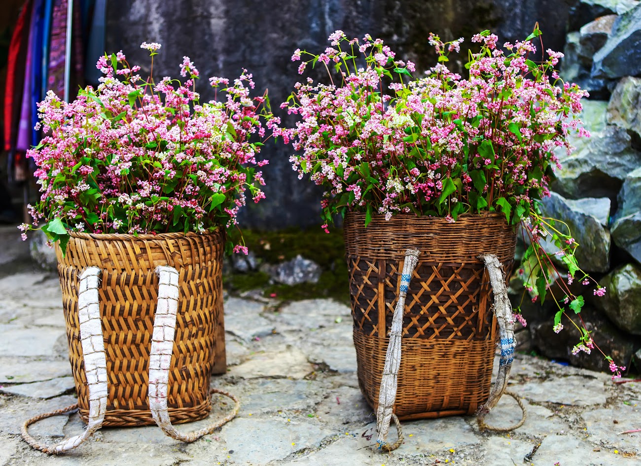 Admiring the fields of tam giac mach flowers in Ha Giang.