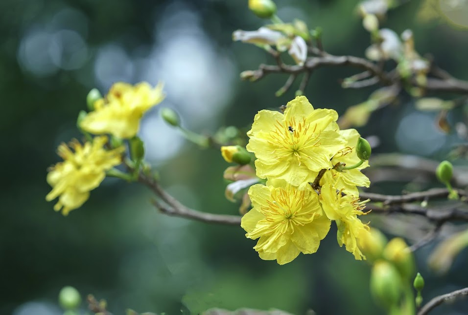 Tet Flower Markets: Meaning of Peach and Apricot Blossoms During Lunar New Year
