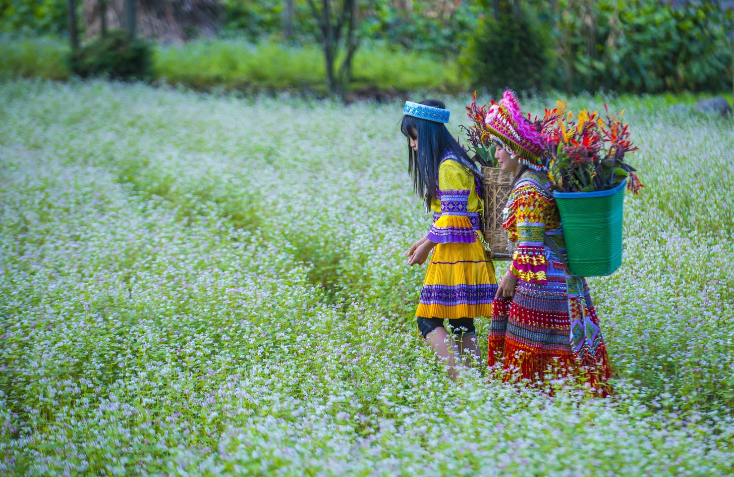 Admiring the fields of tam giac mach flowers in Ha Giang