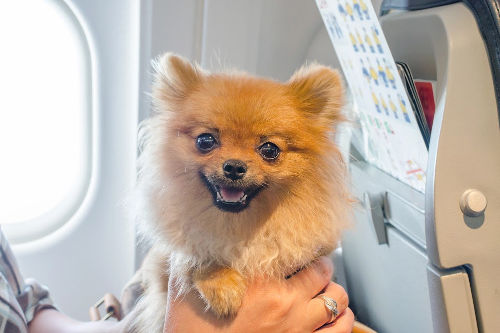 Kinh nghiệm mang chó đi máy bay: Cần giấy tờ gì? Chuồng như thế nào? |  Vietjet Air