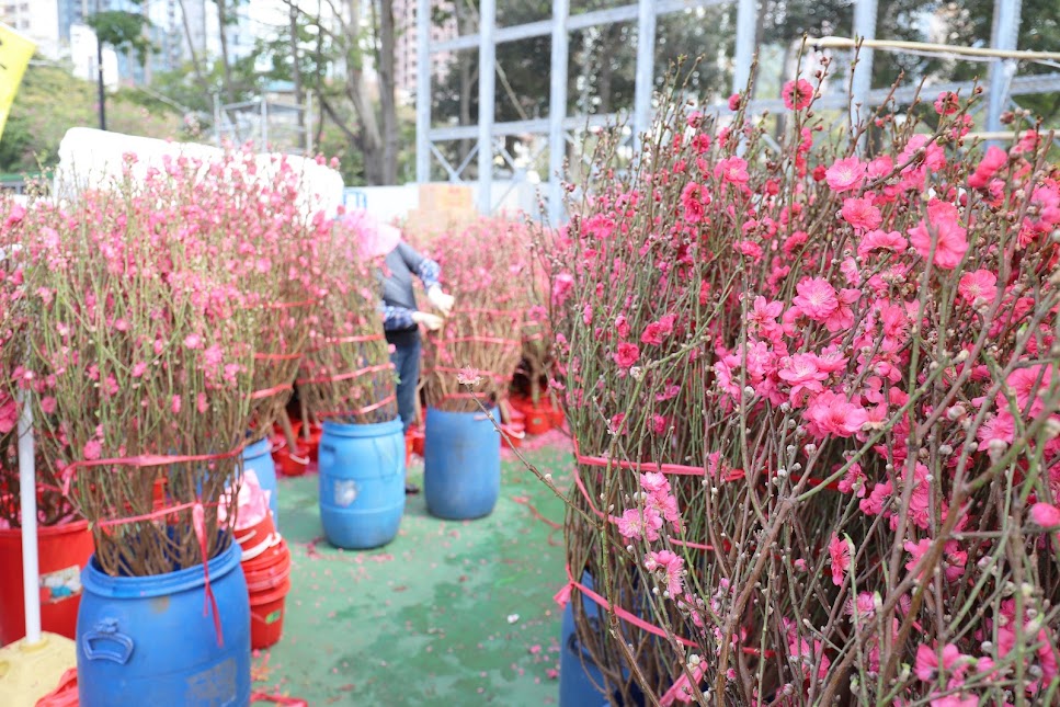 河内-海防春节花市精彩纷呈,吸引人潮