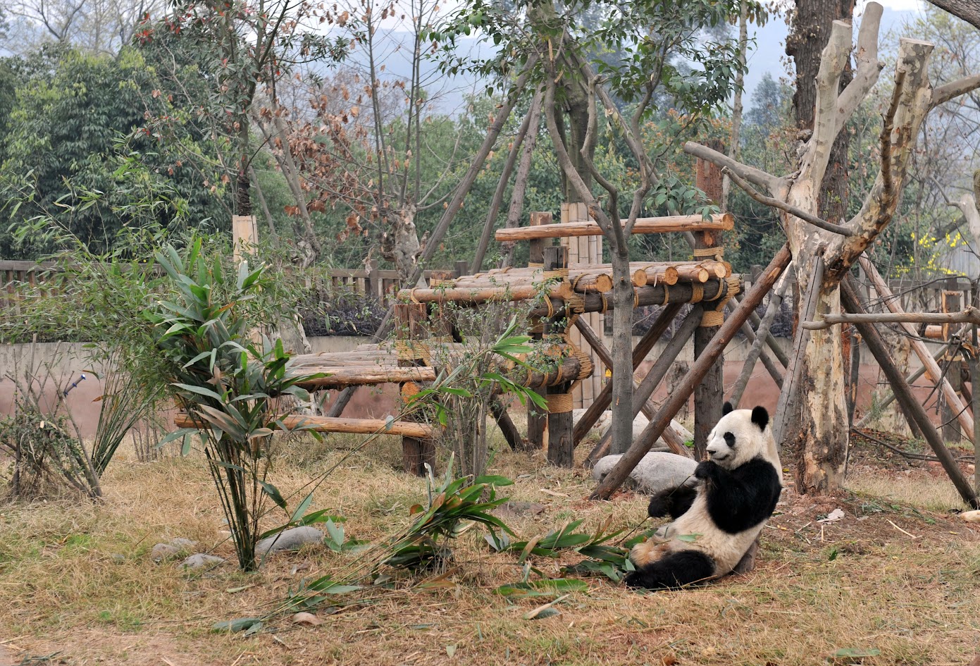 Explore Chengdu Panda Park