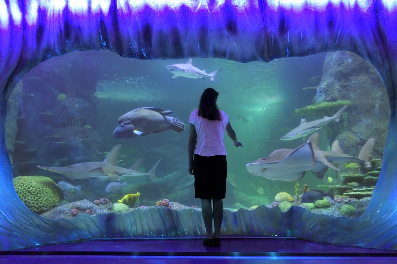 Sea Life Aquarium Sydney – 詳細資訊與票價