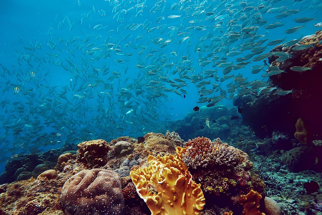 Diving in Raja Ampat – A paradise of corals and marine life