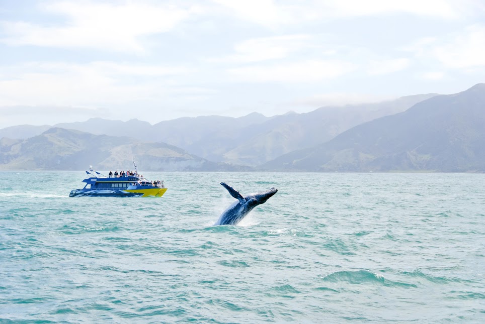 A whale watching trip in Australia will offer you unforgettable moments.