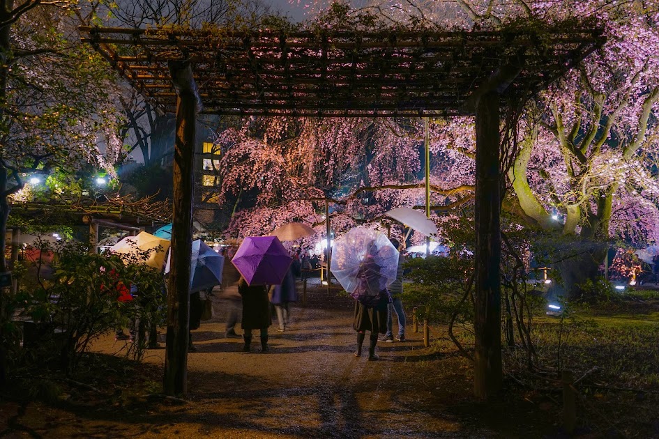  東京賞櫻的最佳月份是何時？