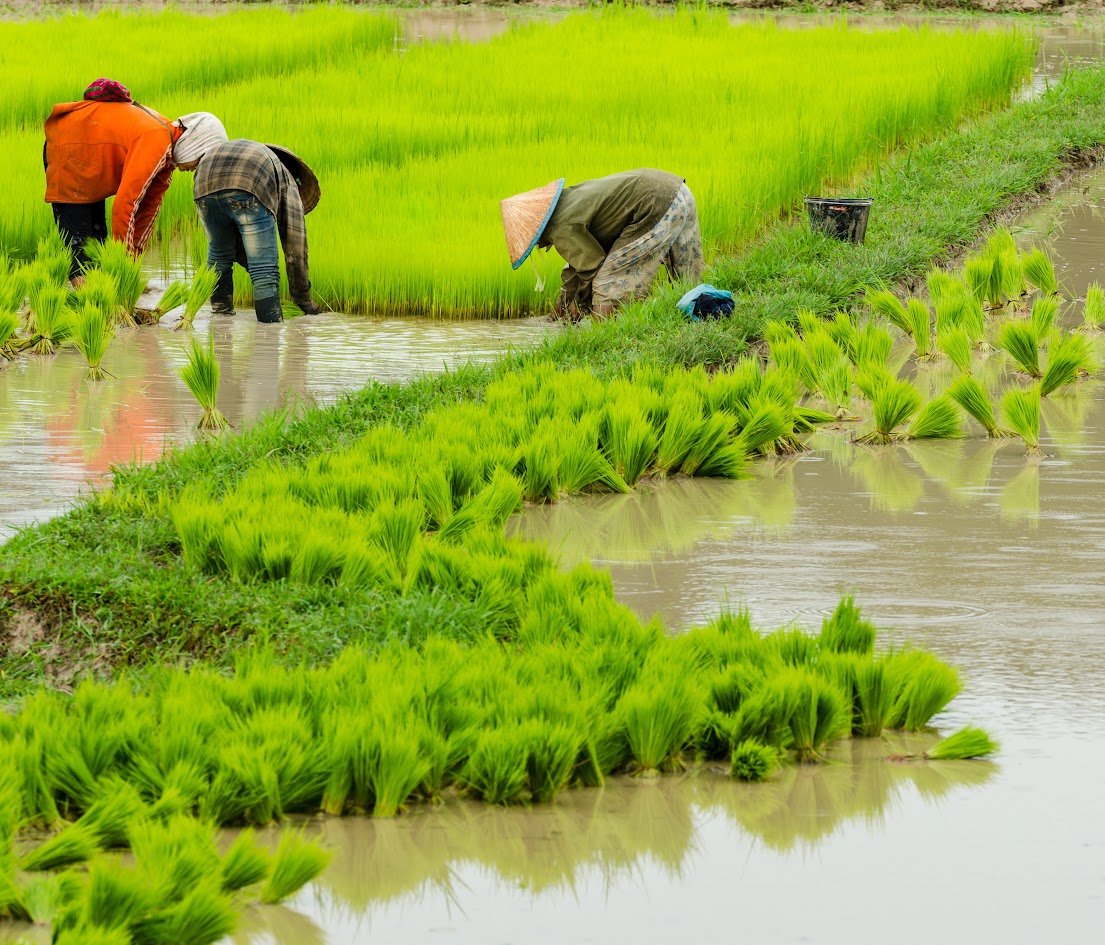 Khám phá ẩm thực Lào với những món ngon khó cưỡng