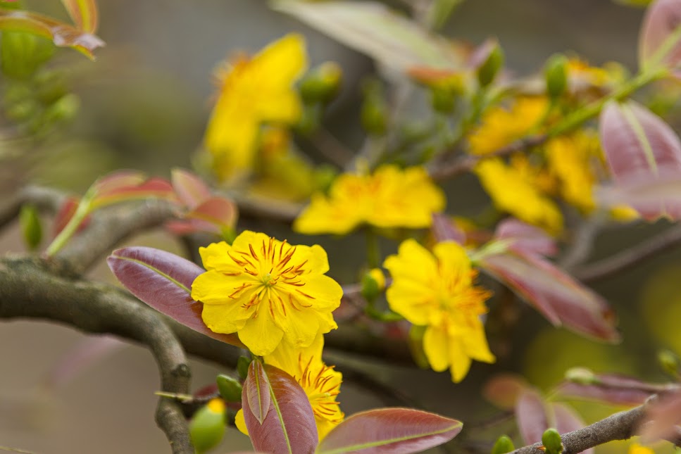 Tet Flower Markets: Meaning of Peach and Apricot Blossoms During Lunar New Year