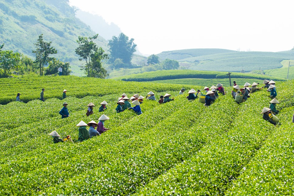 Top Stunning Northwestern Vietnam Destinations to Visit This Summer