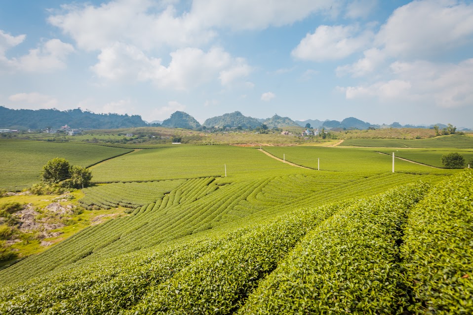 Moc Chau 2天1夜自助旅行全攻略