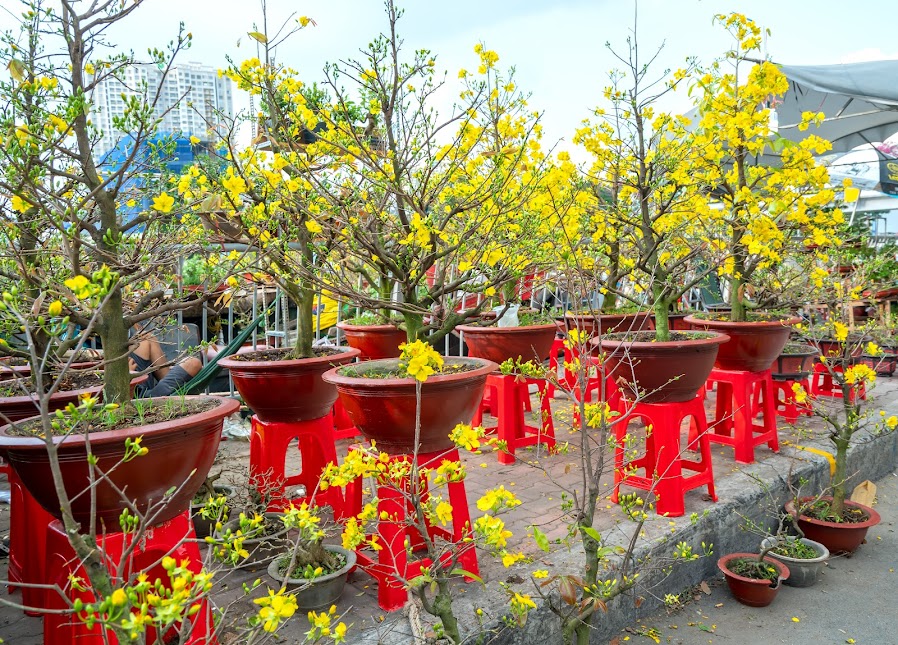 Tet Flower Markets: Meaning of Peach and Apricot Blossoms During Lunar New Year