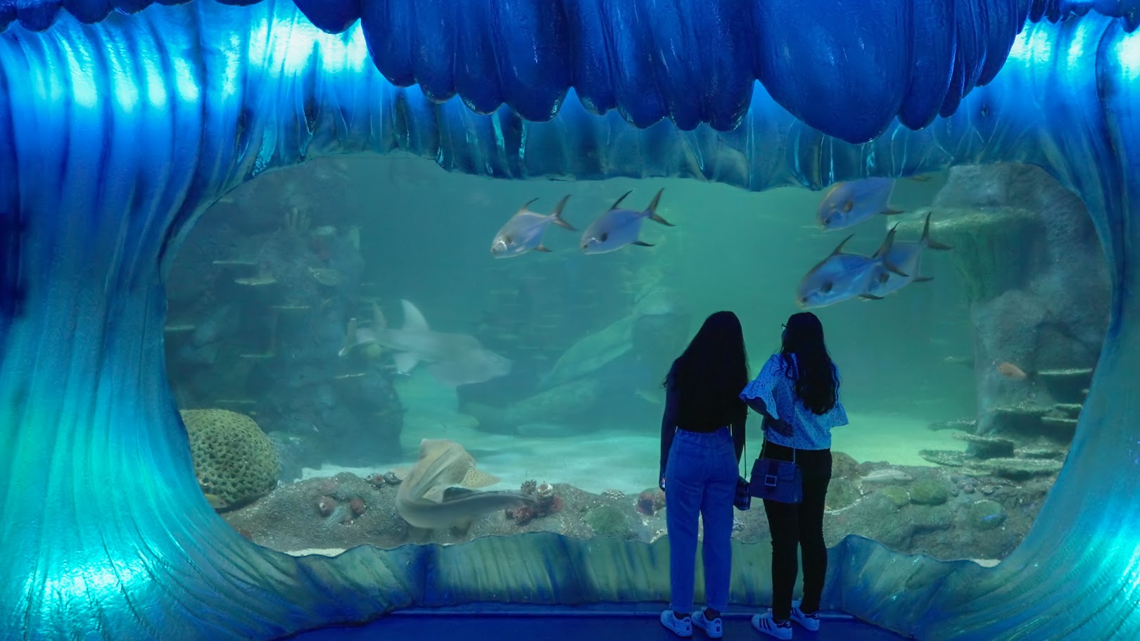 Sea Life Aquarium Sydney – 詳細資訊與票價
