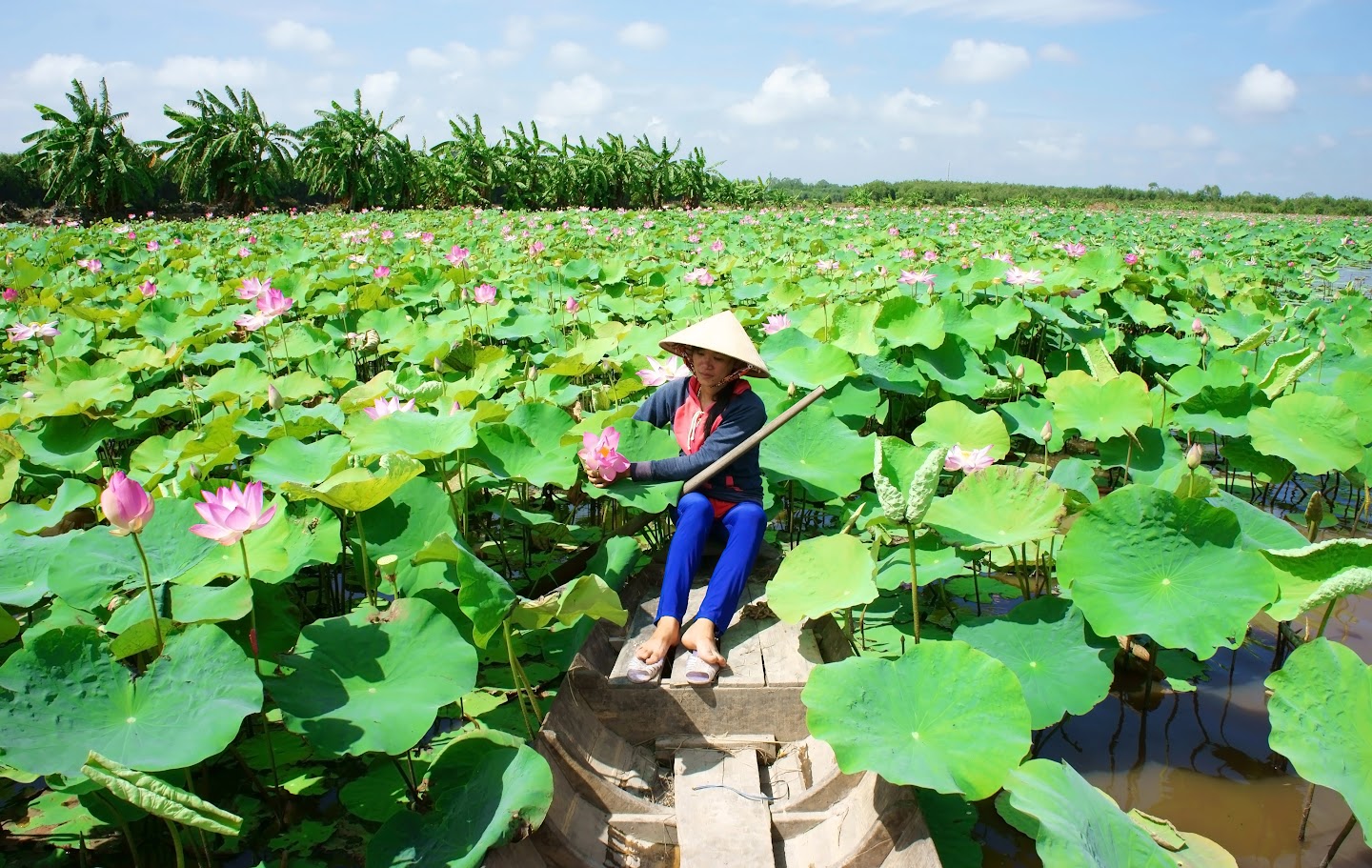 Ecotourism destinations in Can Tho you can’t miss