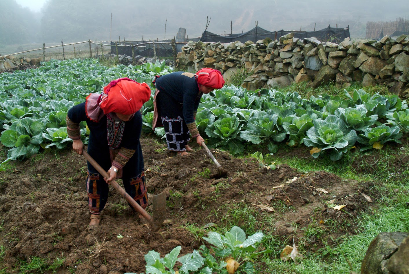 Đặc sản Lào Cai có gì đặc biệt để mua làm quà?